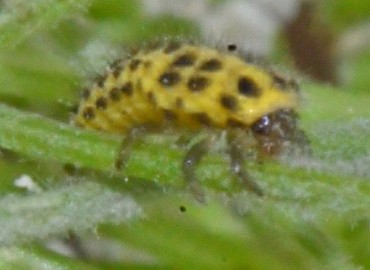 Psyllobora vigintiduopunctata (22 Noktalı uğur böceği) – Ahmet Güngör, Samsun