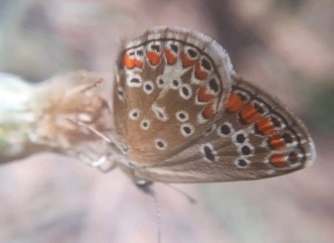 Aricia agestis (Çokgözlü Esmer) – Yasin Çalışkan, Konya