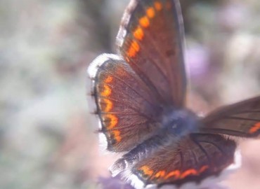 Aricia agestis (Çokgözlü Esmer) – Yasin Çalışkan, Konya