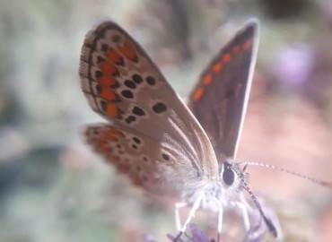 Aricia agestis (Çokgözlü Esmer) – Yasin Çalışkan, Konya