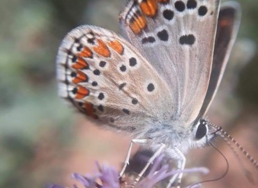 Aricia agestis (Çokgözlü Esmer) – Yasin Çalışkan, Konya