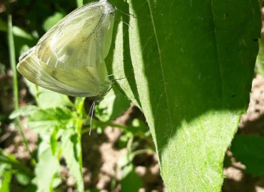 Pieris pseudorapae (Yalancı beyaz melek) – Yasin Çalışkan, Konya