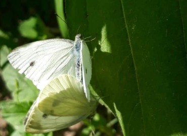 Pieris pseudorapae (Yalancı beyaz melek) – Yasin Çalışkan, Konya