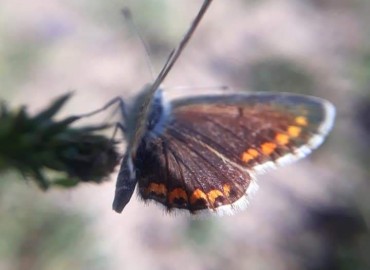 Aricia agestis (Çokgözlü Esmer) – Yasin Çalışkan, Konya
