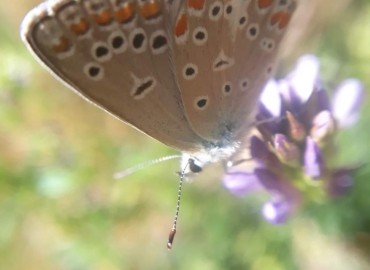 Polyommatus thersites (Çokgözlü menekşemavisi) – Yasin Çalışkan, Konya