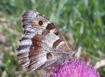 Chazara briseis (Cadı) – Yasin Çalışkan, Konya