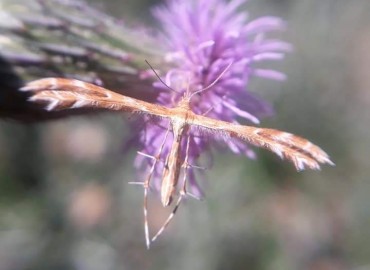 Pterophoridae (Telekli Güveler) – Yasin Çalışkan, Konya