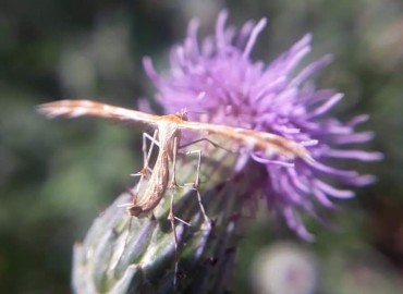 Pterophoridae (Telekli Güveler) – Yasin Çalışkan, Konya