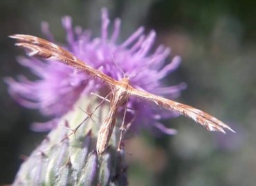 Pterophoridae (Telekli Güveler) – Yasin Çalışkan, Konya