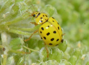 Psyllobora vigintiduopunctata (22 Noktalı uğur böceği) – Ahmet Güngör, Samsun