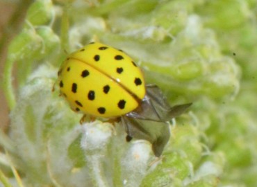 Psyllobora vigintiduopunctata (22 Noktalı uğur böceği) – Ahmet Güngör, Samsun