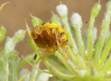 Psyllobora vigintiduopunctata (22 Noktalı uğur böceği) – Ahmet Güngör, Samsun