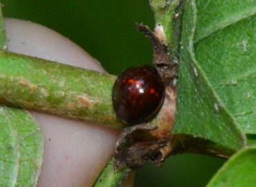 Chilocorus bipustulatus (Linnaeus, 1758) – Ahmet Güngör, Samsun