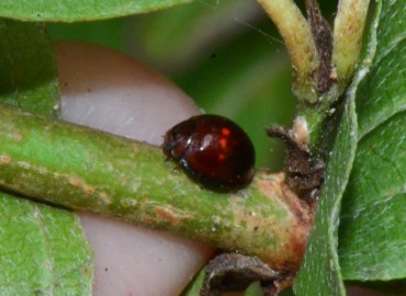 Chilocorus bipustulatus (Linnaeus, 1758) – Ahmet Güngör, Samsun