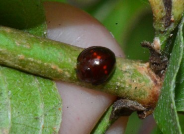 Chilocorus bipustulatus (Linnaeus, 1758) – Ahmet Güngör, Samsun