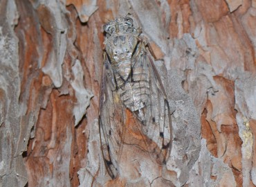 Cicada mordoganensis (Boulard, 1979)