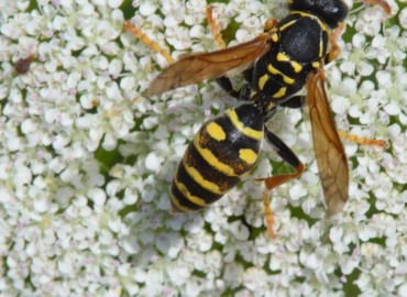 Polistes dominula