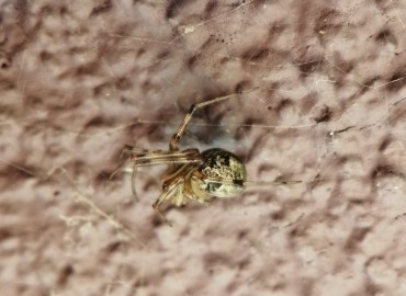 Parasteatoda tepidariorum (Ev Örümceği) – Tolga Coşkun, İstanbul