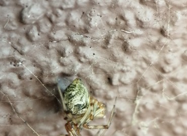 Parasteatoda tepidariorum (Ev Örümceği) – Tolga Coşkun, İstanbul