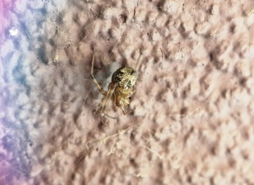 Parasteatoda tepidariorum (Ev Örümceği) – Tolga Coşkun, İstanbul