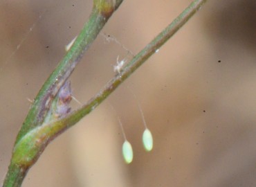 Chrysopidae (Schneider, 1851) – Ahmet Güngör, Samsun