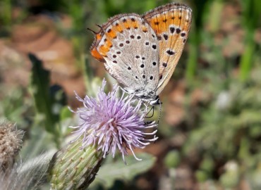 Lycaena thersamon (Küçük Ateş) – Yasin Çalışkan, Konya