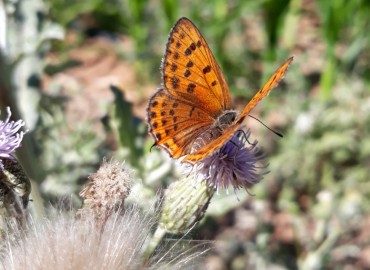 Lycaena thersamon (Küçük Ateş) – Yasin Çalışkan, Konya