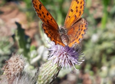 Lycaena thersamon (Küçük Ateş) – Yasin Çalışkan, Konya