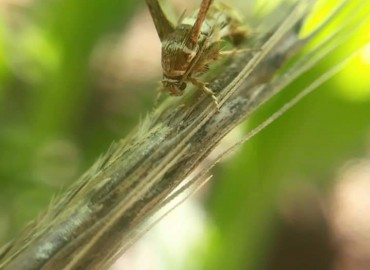 Tinthia brosiformis (Hübner, [1813]) – Yasin Çalışkan, Konya