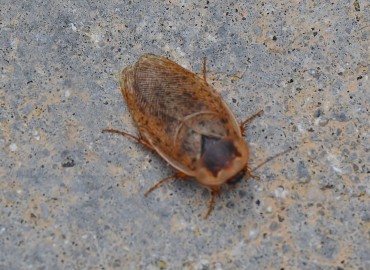 Hemelytroblatta livida (Brunner von Wattenwyl, 1865)