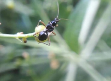 Himacerus mirmicoides