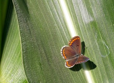 Aricia agestis (Çokgözlü Esmer) – Yasin Çalışkan, Konya