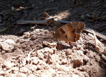 Nymphalidae (Fırçaayaklılar) – Yasin Çalışkan, Konya