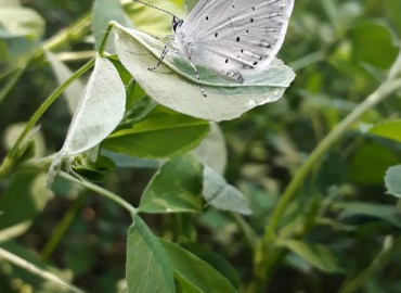 Celastrina argiolus (Kutsal Mavi) – Yasin Çalışkan, Konya