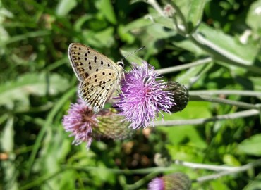 Lycaena tityrus (İsli bakırgüzeli) – Yasin Çalışkan, Konya