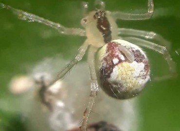 Theridion varians Hahn, 1833