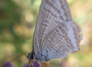 Lampides boeticus (Lampides) – Yasin Çalışkan, Konya