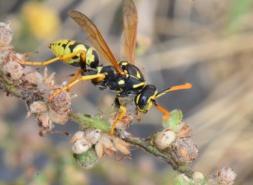 Polistes dominula (Avrupa Kağıt Yaban Arısı) – Ahmet Güngör, Samsun