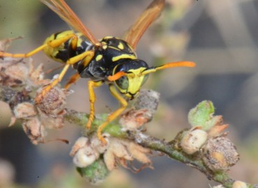 Polistes dominula (Avrupa Kağıt Yaban Arısı) – Ahmet Güngör, Samsun