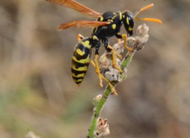 Polistes dominula (Avrupa Kağıt Yaban Arısı) – Ahmet Güngör, Samsun