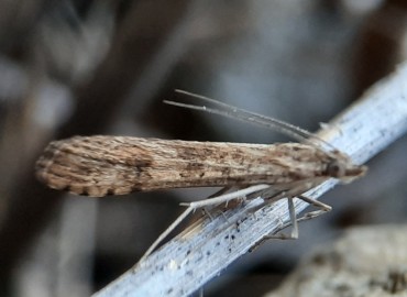 Nomophila noctuella ([Denis & Schiffermüller], 1775) – Tolga Coşkun, Sinop