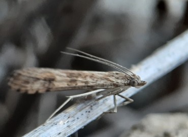 Nomophila noctuella ([Denis & Schiffermüller], 1775) – Tolga Coşkun, Sinop