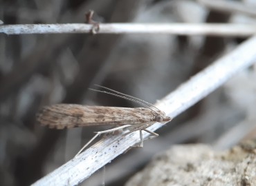 Nomophila noctuella ([Denis & Schiffermüller], 1775) – Tolga Coşkun, Sinop