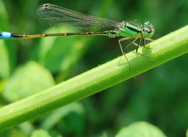Ischnura elegans (Vander Linden, 1820) – Yasin Çalışkan, Konya