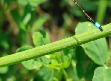 Ischnura elegans (Vander Linden, 1820) – Yasin Çalışkan, Konya