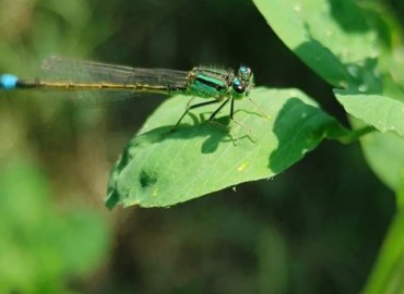 Ischnura elegans (Vander Linden, 1820) – Yasin Çalışkan, Konya
