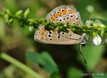 Polyommatus icarus (Çokgözlü Mavi) – Yasin Çalışkan, Konya