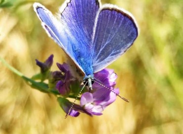 Polyommatus icarus (Çokgözlü Mavi) – Yasin Çalışkan, Konya