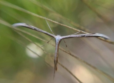 Pterophoridae (Telekli Güveler) – Yasin Çalışkan, Konya