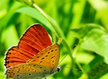 Lycaena ochimus (Alevli ateşgüzeli) – Yasin Çalışkan, Konya